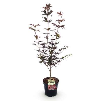 Japanischer Ahorn 'Bloodgood' (Acer palmatum) - 26cm Topf, 90cm