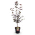 Japanischer Ahorn 'Bloodgood' (Acer palmatum) - 26cm Topf, 90cm Bild 2