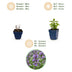 Green boutiQ - Perennial - Nepeta nerv. Neptune - Catnip - Bee and Butterfly Attractors - Purple - 24 Plants - Pot 11cm - Height 15-25cm Bild 6
