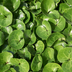 6x Haselwurz (Asarum europaeum) - 10-25cm - Ø9cm Bild 6