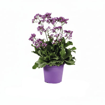 Limonium 'Salt Lake' - 60cm