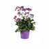 Limonium 'Salt Lake' - 60cm Bild 1