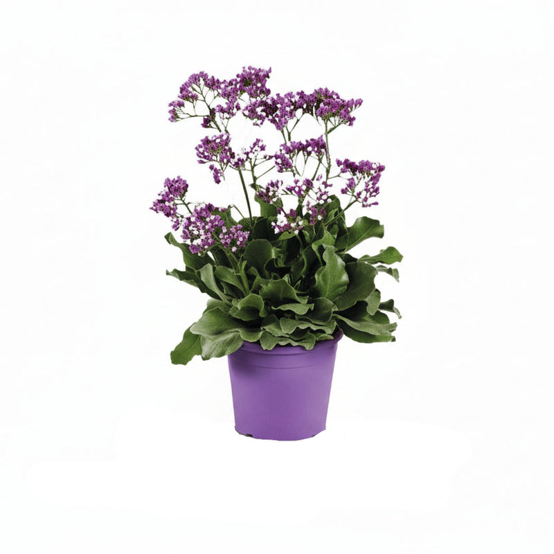 Limonium 'Salt Lake' - 60cm