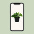 Philodendron Scandens (Heartleaf) in a Ø12cm pot, approx. 20cm high Bild 5