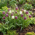 30x Schachbrettblume Mix Zwiebeln - Lila & Weiß - Fritillaria Meleagris Bild 2