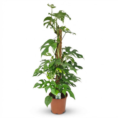 Mini-Fensterblatt (Monstera Minima) am Moosstab - 90cm Grün