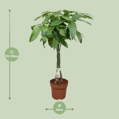 Pachira Aquatica Glückskastanie Ø24cm ↕120cm
