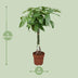 Pachira Aquatica Glückskastanie Ø24cm ↕120cm Bild 2