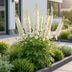 Green boutiQ - Perennial - Delphinium (P) Galahad - Larkspur - Bee and Butterfly Attractors - White - 12 Plants - Pot 11cm - Height 15-25cm Bild 6