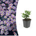 24x Aster ageratoides 'Stardust' | Weiß | 10-25cm | Ø9cm Bild 1