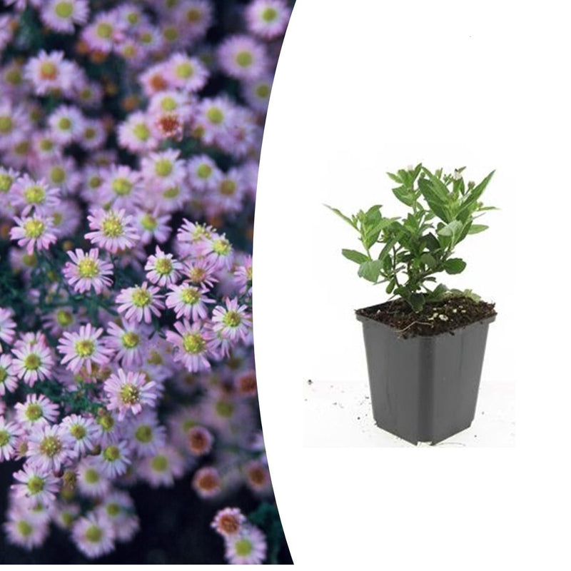 24x Aster ageratoides 'Stardust' | Weiß | 10-25cm | Ø9cm