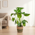 Monstera Deliciosa Tauerii im Korb Ø21cm - 70-90cm hoch Bild 5