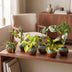 6x Baby Tropical Mix: Monstera, Philodendron & Co. - Ø6cm Bild 3