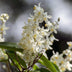 GreenboutiQ - Shrubs - Deutzia Gracilis - White Flower - 1 Plant - Deciduous - Low Maintenance - Pot 17cm Height 45cm Bild 4
