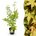 Japanischer Ahorn 'Summergold' - 90cm, Topf 26cm Bild 1