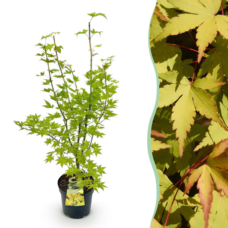 Japanischer Ahorn 'Summergold' - 90cm, Topf 26cm