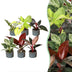 Baby Philodendron Family Set (6 Sorten) - bunte Blätter, Ø6cm Bild 1