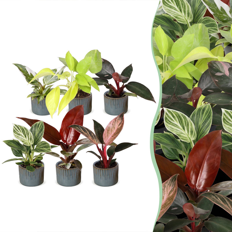 Baby Philodendron Family Set (6 Sorten) - bunte Blätter, Ø6cm