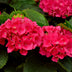 GreenboutiQ - Hortensie - Hydrangea macrophylla Rot - Blüte Rot - 1 Pflanze - Laubabwerfend - Wenig Pflege - Topf 17cm Höhe 30cm Bild 2