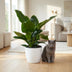 Philodendron Imperial Green Zimmerpflanze im weißen Übertopf (65cm) Bild 5