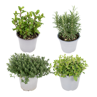 Gartenkräuter-Mischung: 4 Pflanzen im Ø14cm Topf, 18cm hoch