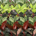 6x Baby Philodendron Mix: Bunt & Pflegeleicht für Ihr Zuhause Bild 4
