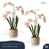 Renanthera Orchidee rosa 2 Stück - Bündelprodukt - Kunstpflanzen Bild 3
