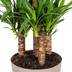 Yucca Elephantipes: Robuste Zimmerpflanze Ø30cm, 90-110cm hoch Bild 3