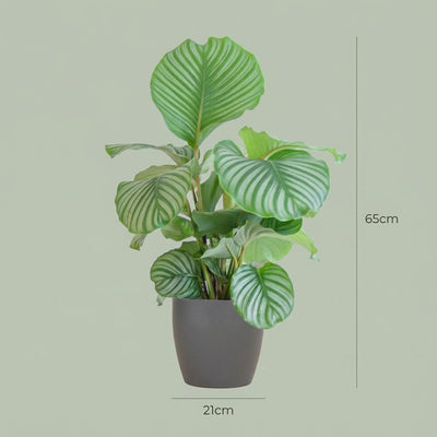Calathea Orbifolia: Große Blätter, luftreinigend, im Bio-Topf (65cm)