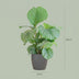 Calathea Orbifolia: Große Blätter, luftreinigend, im Bio-Topf (65cm) Bild 2