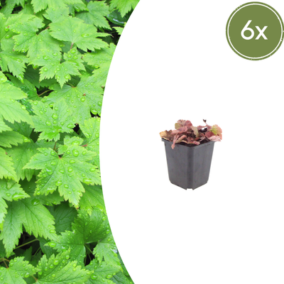 Tiarella cordifolia (Herzblatt-Schaumkraut) 6er Pack, 10-25cm