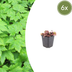 Tiarella cordifolia (Heartleaf Foamflower) 6-pack, 10-25cm Bild 1