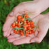 Goji-Beere (Lycium Barbarum): 3 robuste Winterharte Pflanzen im 9cm Topf Bild 5