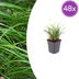 48x Japan-Segge Carex morrowii, 10-25cm, Ø9cm Bild 1
