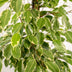 Ficus Benjamina Golden King, Ø21cm, ↕95cm, incl. Mayk Gold Pot Bild 3