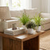 Green boutiQ Pflanzen-Set: 3 Haustierfreundliche Zimmerpflanzen Bild 4