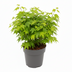 Acer palm. 'Going Green' - Japanischer Ahorn (Ø15cm, ↕50cm) Bild 3