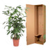 Caryota Mitis Fischschwanzpalme - 140 cm - Topf ø27 Bild 4