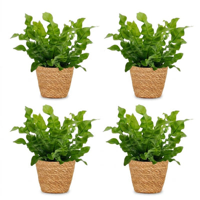 Green boutiQ - Asplenium Crispy Wave - Krauser Wellenfarn - 4 Pflanzen - mit Korb - Topf 12cm - Höhe - 30cm