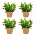 Green boutiQ - Asplenium Crispy Wave - Krauser Wellenfarn - 4 Pflanzen - mit Korb - Topf 12cm - Höhe - 30cm Bild 2