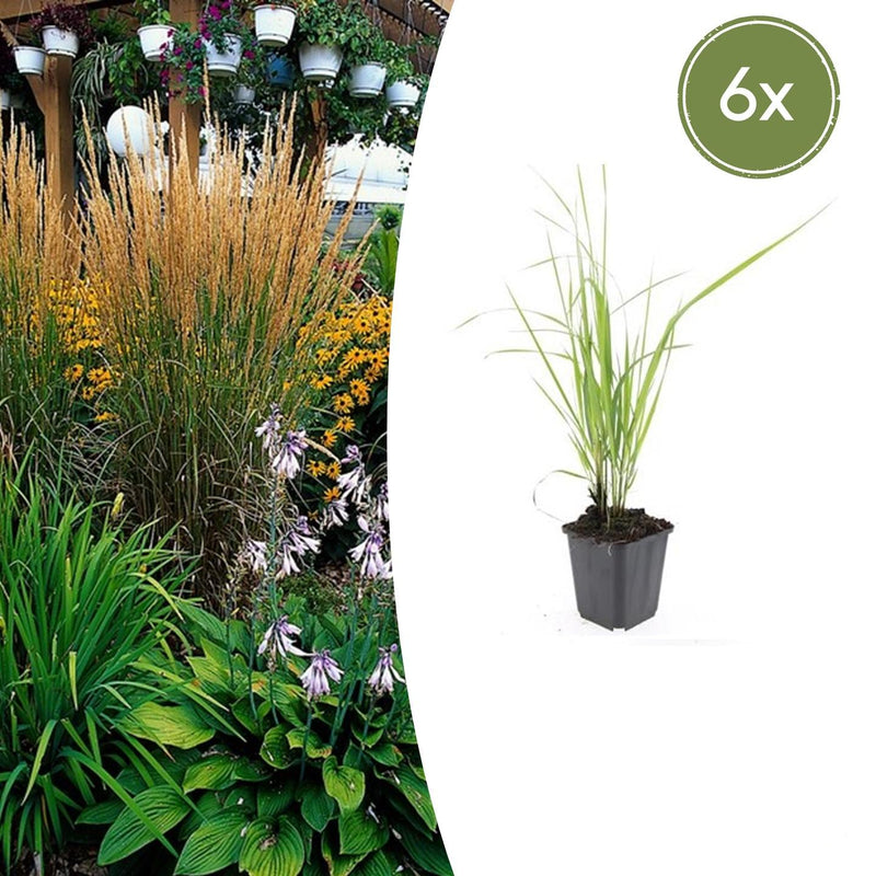 6x Federgras 'Karl Foerster' - 10-25cm - Ø9cm