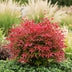 Nandina Blush Pink (Dunkelrosa) - Immergrün, pflegeleicht, 40cm, Topf 17cm Bild 6