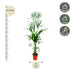Kentia palm - 180cm - ⌀21 -25 Bild 2