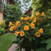Green boutiQ Trumpet Vine 'Flava' - Yellow Flowers, Easy to Care For, 2 Plants Bild 7