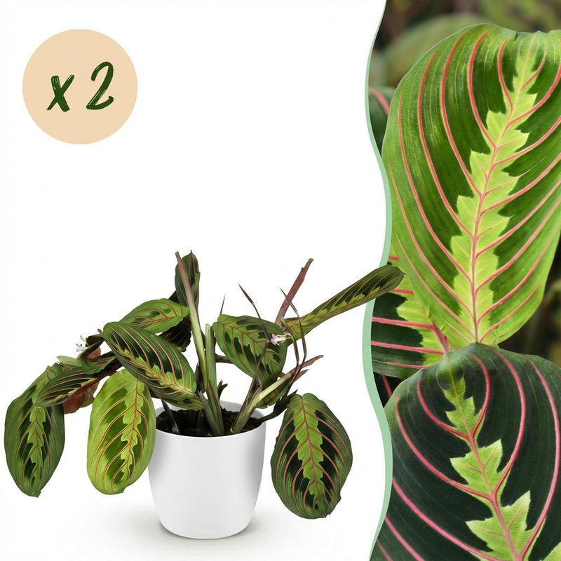 Green boutiQ: Maranta Fascinator Tricolour, 2 Pflanzen, Topf 12cm