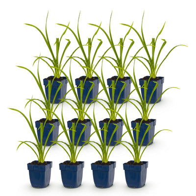 Green boutiQ - Perennial - Hemerocallis Summer Wine - Daylily - Bee and Butterfly Attractors - Purple - 12 Plants - Pot 11cm - Height 15-25cm