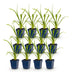 Green boutiQ - Perennial - Hemerocallis Summer Wine - Daylily - Bee and Butterfly Attractors - Purple - 12 Plants - Pot 11cm - Height 15-25cm Bild 2
