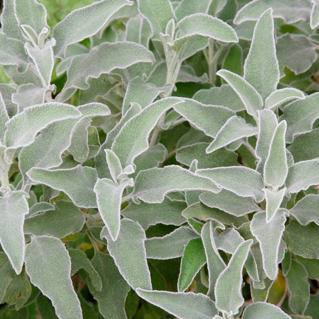12x Stachys byzantina - ↕10-25cm - Ø9cm