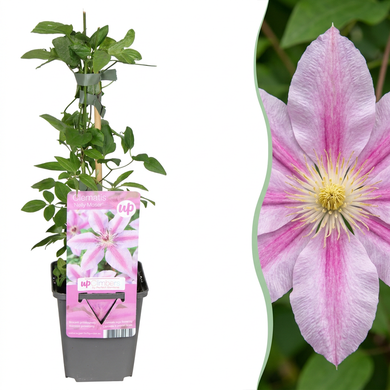 4x Clematis Nelly Moser - Clematis Nelly Moser - Weiß - Rosa - Kletterpflanze - Ø9cm - ↕35cm