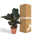 Calathea Ornata - Ø19cm - Zimmerpflanze mit rosa Streifen Bild 6